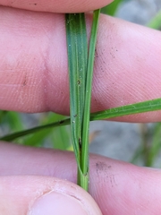 Scleria hirtella