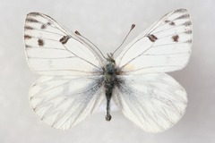 Pontia callidice