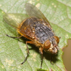 Calliphora hilli