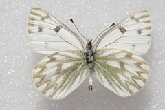 Pontia callidice