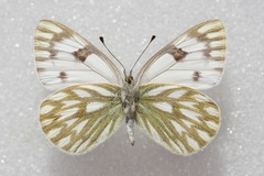 Pontia callidice