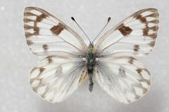 Pontia callidice