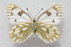 Pontia callidice