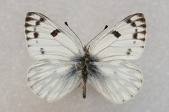 Pontia callidice