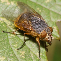 Calliphora hilli