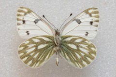 Pontia callidice