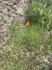 Eschscholzia californica