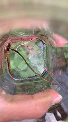 Cryptops anomalans