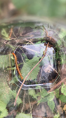Cryptops anomalans