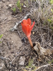 Haemanthus coccineus