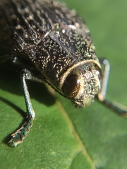 Buprestidae