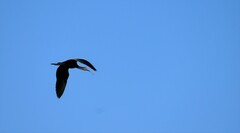 Plegadis falcinellus