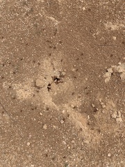 Pogonomyrmex barbatus