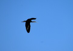 Plegadis falcinellus