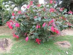 Euphorbia pulcherrima