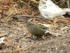 Diglossa baritula