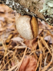 Fomitopsis betulina