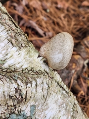Fomitopsis betulina