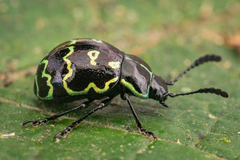Elytromena