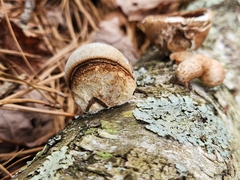 Fomitopsis betulina