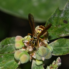 Poecilopompilus interruptus