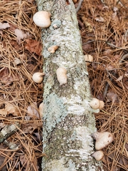 Fomitopsis betulina