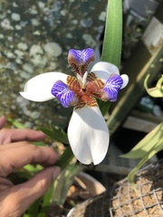 Trimezia gracilis