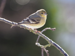 Spinus psaltria