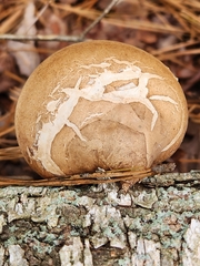 Fomitopsis betulina