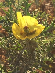Argemone mexicana