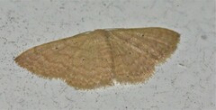 Scopula minorata