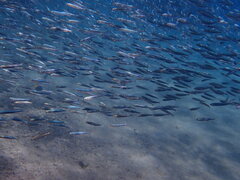 Atherinomorus lacunosus