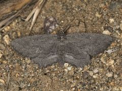 Aethaloida packardaria