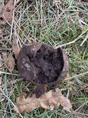 Calvatia cyathiformis