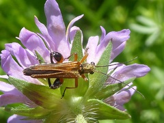 Oedemera podagrariae