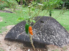 Capsicum baccatum