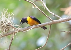 Euphonia xanthogaster