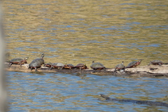 Chrysemys picta marginata