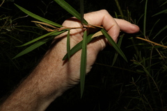 Astrotricha longifolia