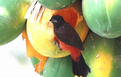 Ramphocelus dimidiatus