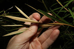 Astrotricha longifolia