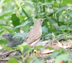 Coryphospingus pileatus