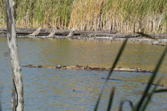 Chrysemys picta marginata