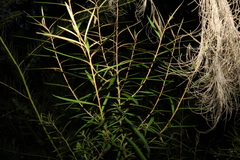 Astrotricha longifolia