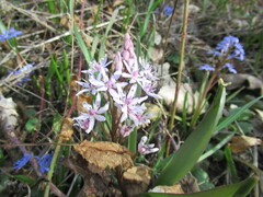 Scilla vindobonensis