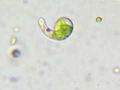 Euglena