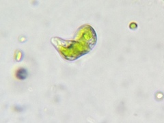 Euglena