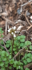 Cardamine hirsuta