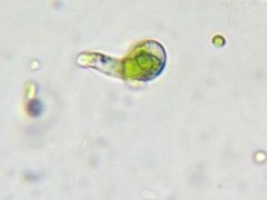 Euglena