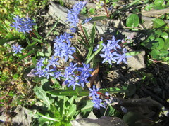 Scilla vindobonensis